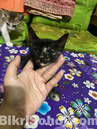 দেশি বিড়াল